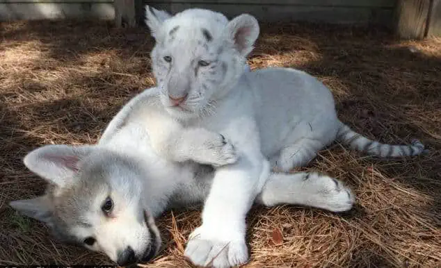 “Friendship Knows No Bounds: The Heartwarming Bond Between a Baby Wolf and a Baby Tiger”